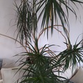 Giving away: Donne Dracaena reflexa