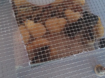 Selling with In-person Payment: Free range chicken eggs