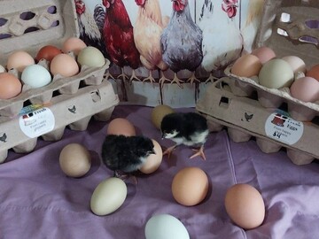 Selling with online payment: Fresh Eggs from Happy Chickens