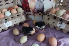 Selling with online payment: Fresh Eggs from Happy Chickens