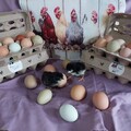 Selling with online payment: Fresh Eggs from Happy Chickens