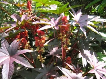 Vente: Graine de ricin