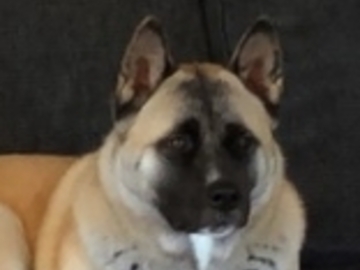  : Brownie