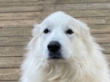   : Kali