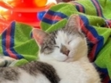   : Mimi