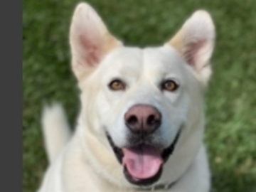   : Buddy