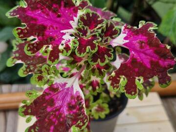 Vente: Coleus 'Duckfoot pink'