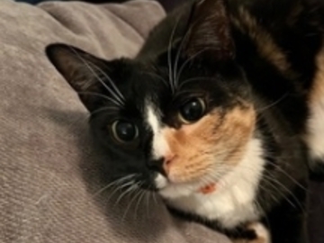   : Frankie