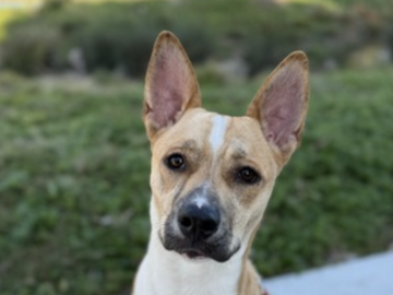   : Malani