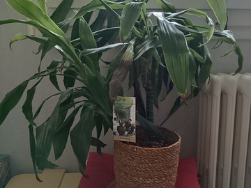 Don: Dracaena marginata 