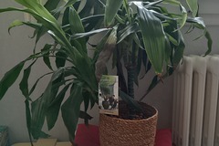 Giving away: Dracaena marginata 