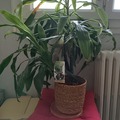 Giving away: Dracaena marginata 