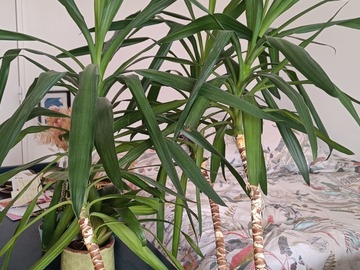 Vente: Yucca