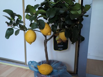Vente: Citronnier quatres saisons 