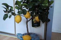 Vente: Citronnier quatres saisons 