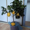 Vente: Citronnier quatres saisons 