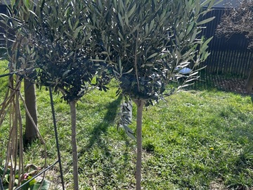Vente: Magnifique Olivier à planter 