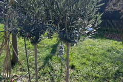 Vente: Magnifique Olivier à planter 