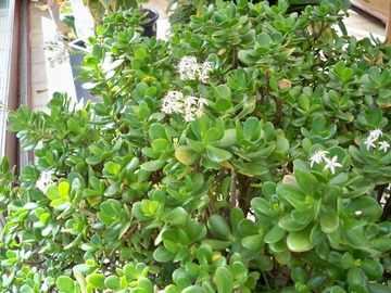 Vente: Crassula ovata âgé d’environ 40 à 45 ans