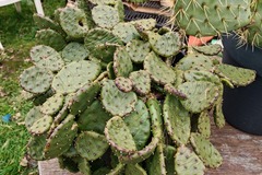 Exchange: Cactus 