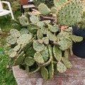 Exchange: Cactus 