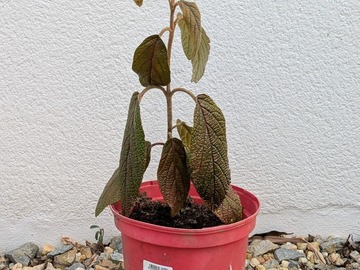 Vente: Viorne (Viburnum rhytidophyllum)