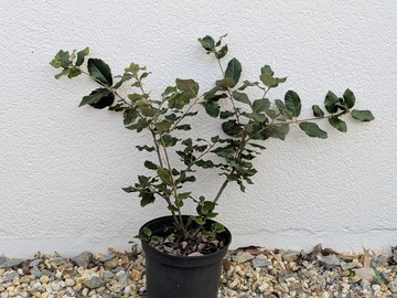 Vente: Chêne vert (Quercus ilex)