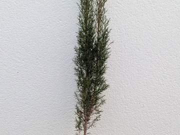 Vente: Cyprès (Cupressus)