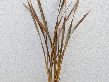 Vente: Lin de Nouvelle-Zélande (phormium)