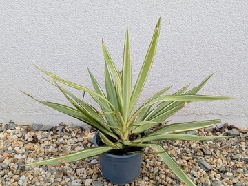Vente: Yucca (aloifolia)