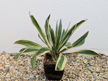 Vente: Yucca (Gloriosa)
