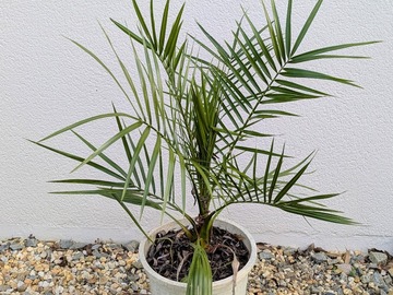 Vente: Palmier des Canaries (phoenix canariensis)