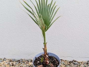 Vente: Palmier Washingtonia