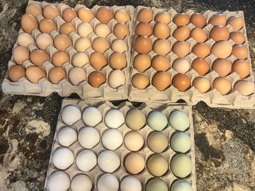 Selling with In-person Payment: Fresh as Can Be Eggs by Happy Free Range Eggs
