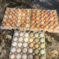 Selling with In-person Payment: Fresh as Can Be Eggs by Happy Free Range Eggs