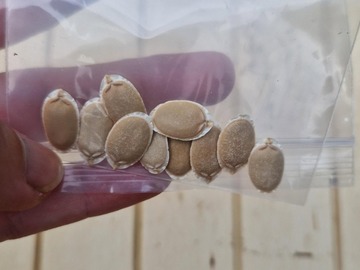Vente: Graines d'éponge Luffa