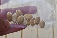 Sales: Graines d'éponge Luffa