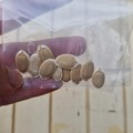 Sales: Graines d'éponge Luffa