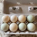 Selling with In-person Payment: Non gmo Duck eggs