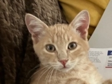   : Simba
