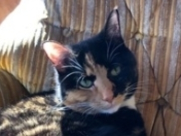   : Violet