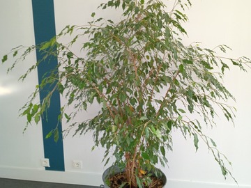 Vente: ficus 180 cm 