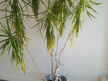 Vente: plante 200 cm de hauteur