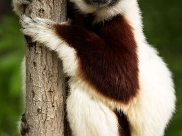 Multi-day Packages: 4-Day Adventure to Andasibe | Madagascar