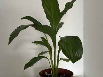 Sales: Spatiphyllum