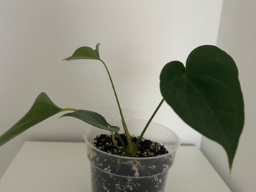 Sales: Anthurium andraeanum