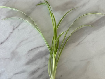 Sales: Chlorophytum, plante araignée 