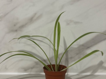 Sales: Chlorophytum, plante araignée 