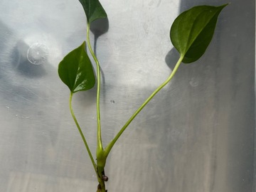 Sales: Anthurium andraeanum