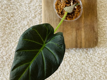 Echange: Plante Alocasia Wentii 